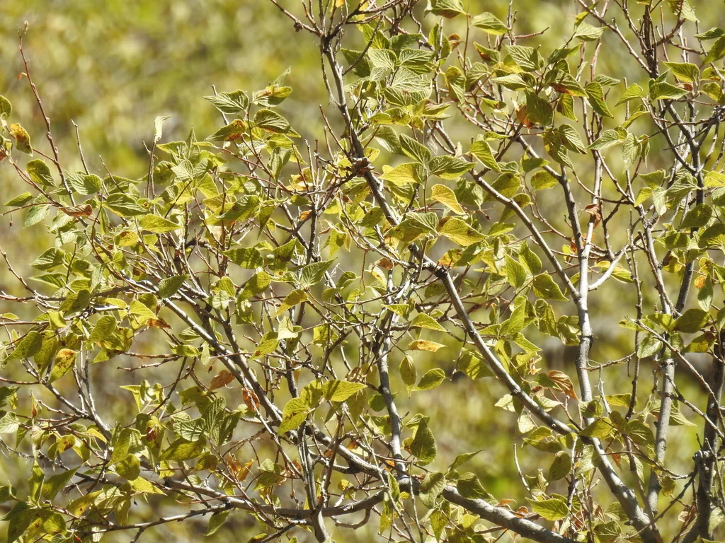 Celtis Reticulata