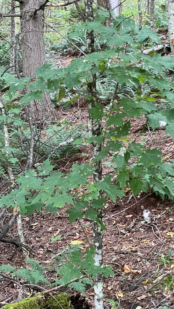 Acer Saccharum