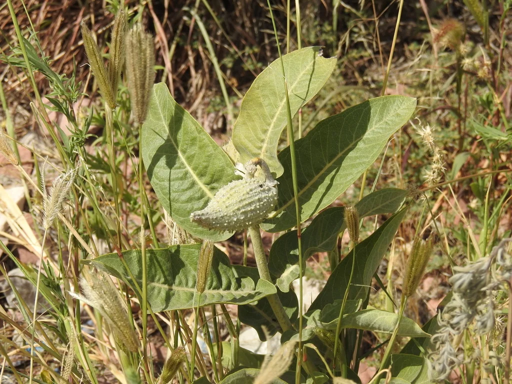 Asclepias Speciosa