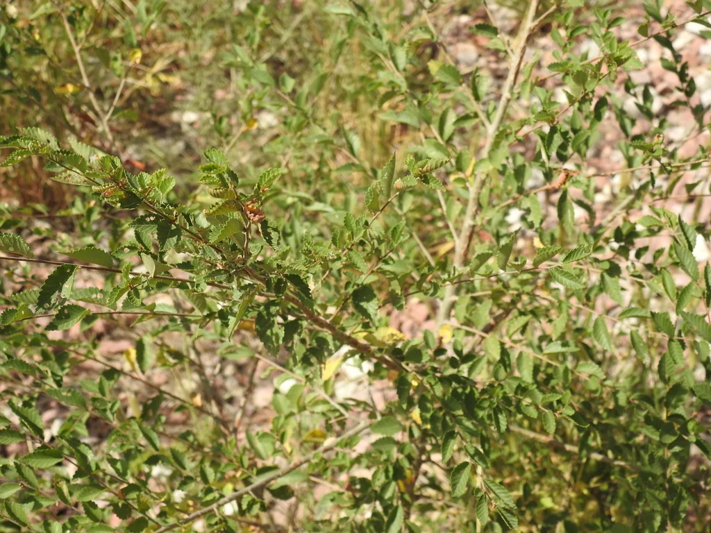 Ulmus Pumila