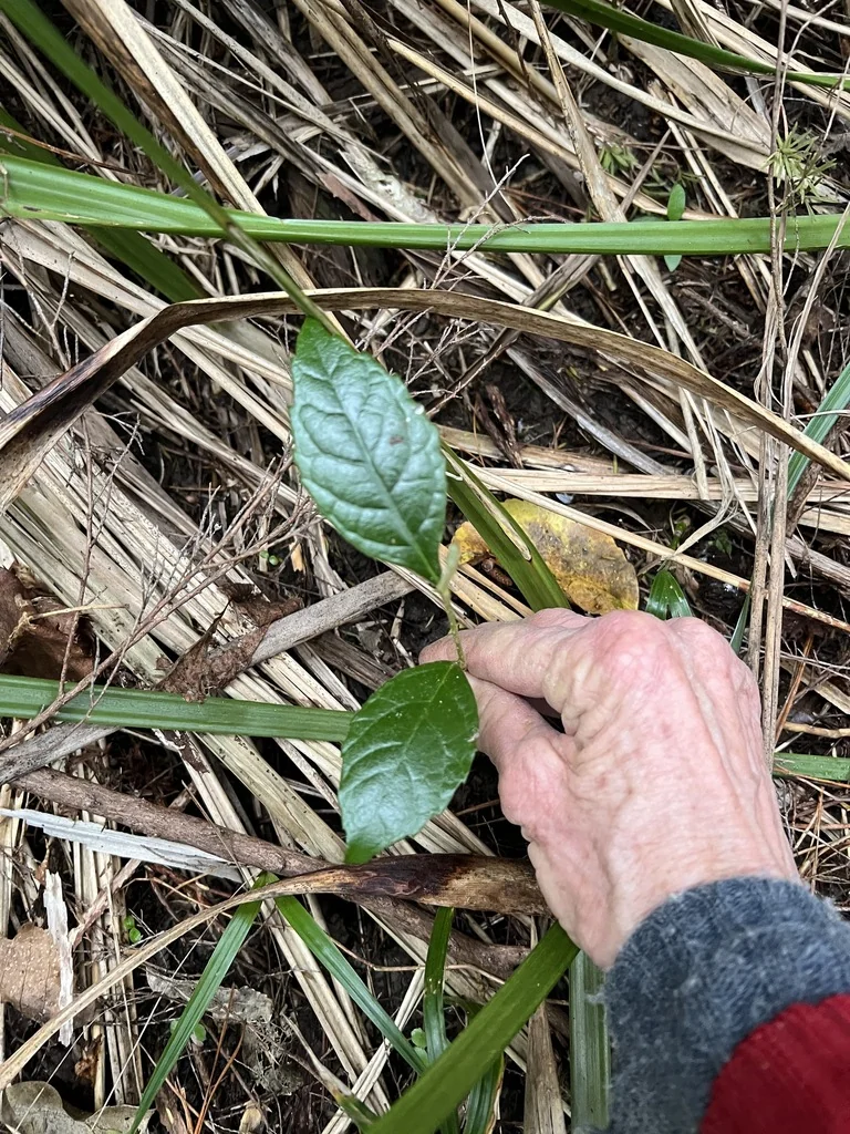 Eriobotrya Japonica
