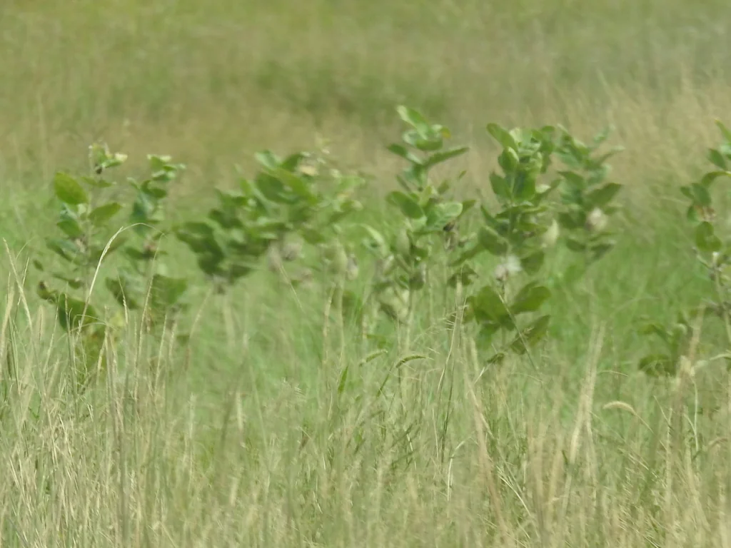 Asclepias Speciosa