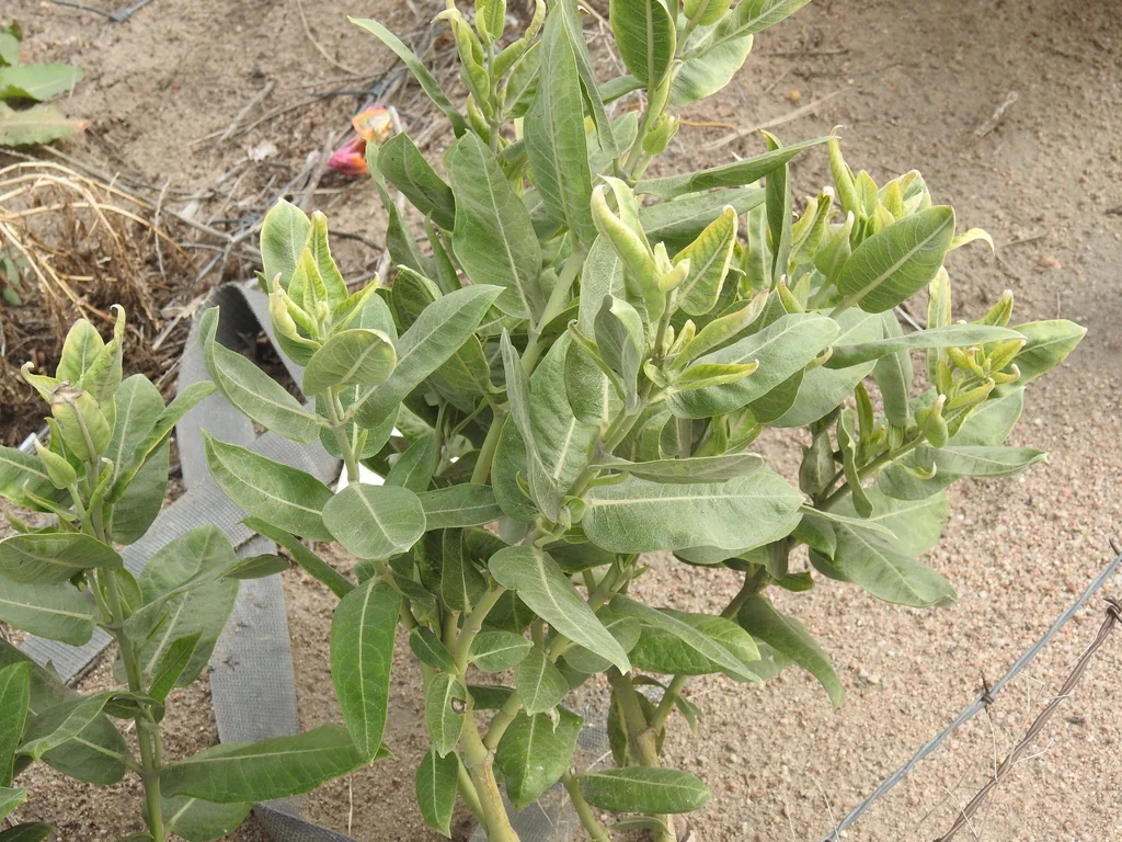 Asclepias Speciosa