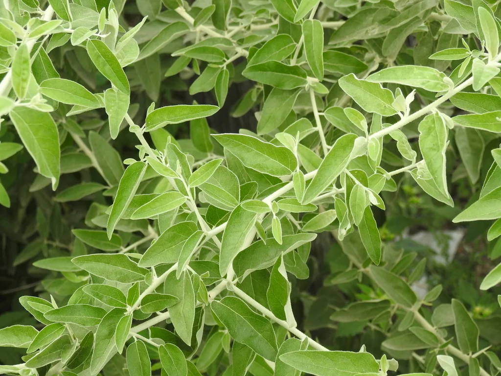 Elaeagnus angustifolia