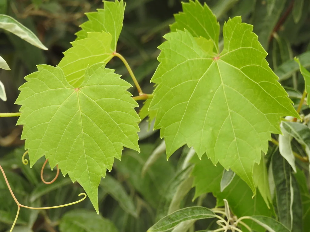 Vitis Riparia