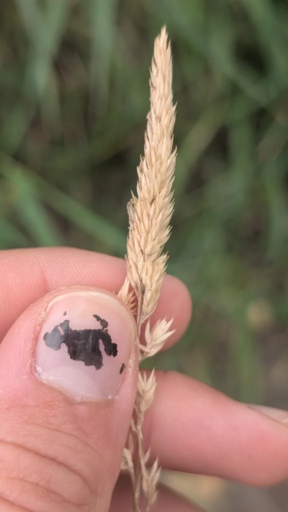 Phalaris Arundinacea Picta