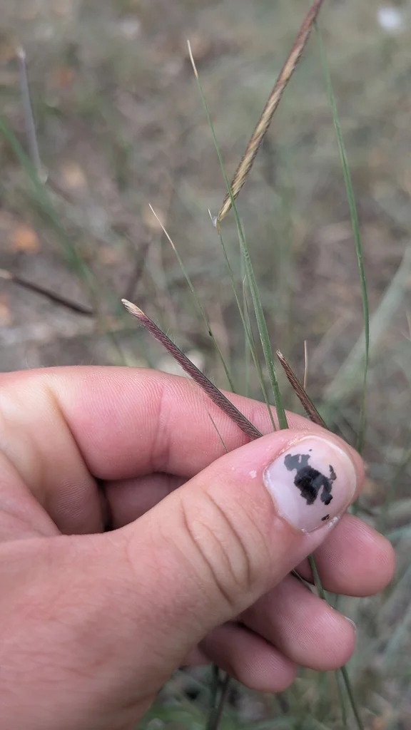 Bouteloua Gracilis
