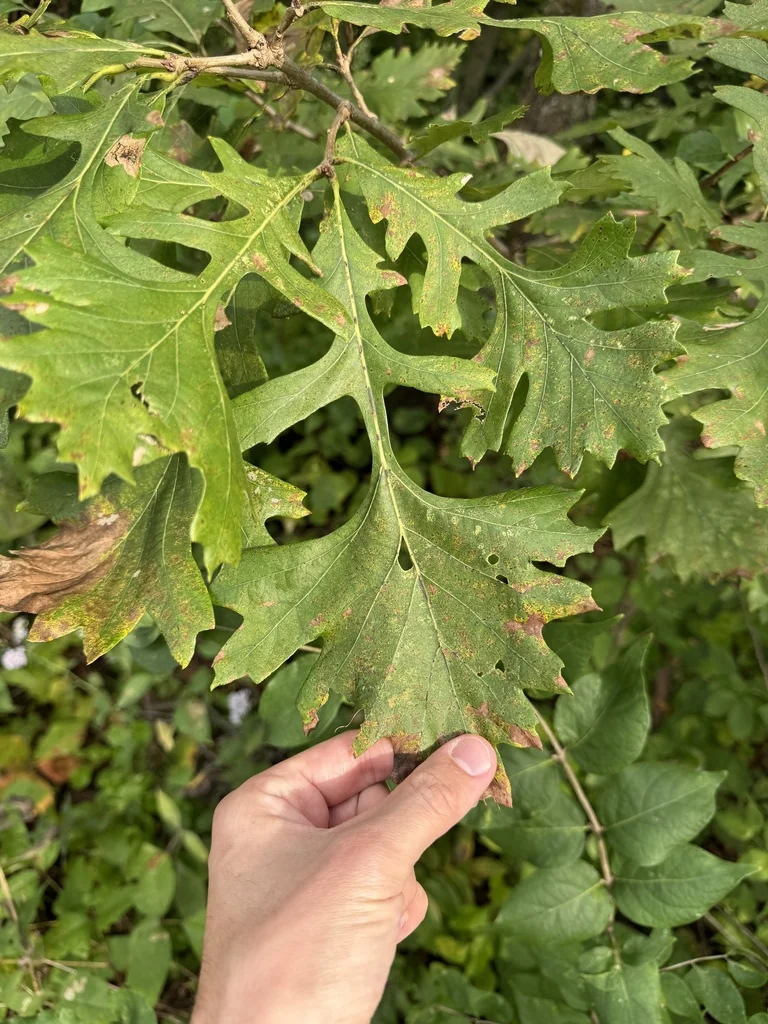 Quercus Lyrata