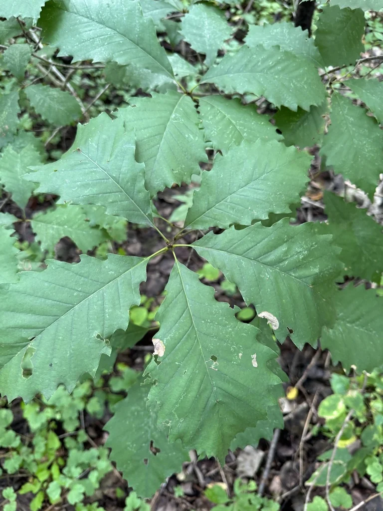 Quercus Muehlenbergii