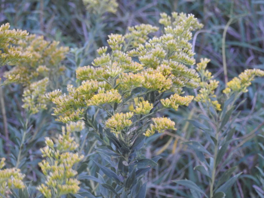 Solidago Altissima