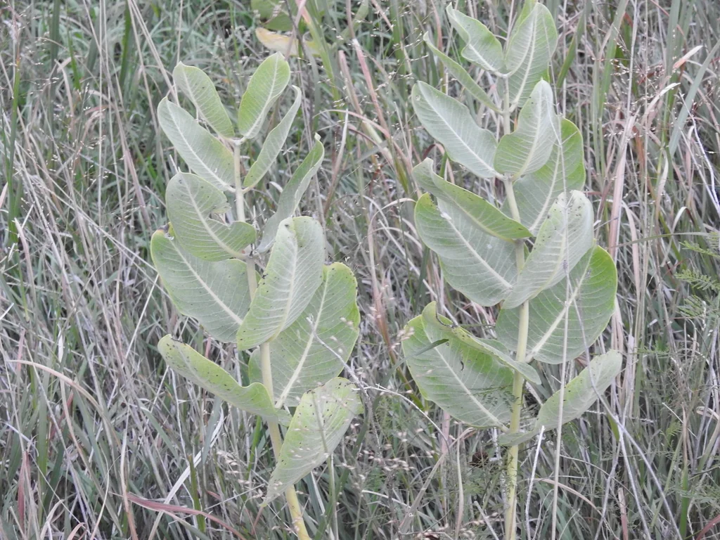 Asclepias Speciosa