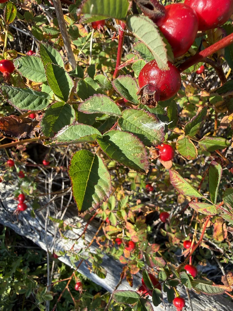 Rosa Nutkana