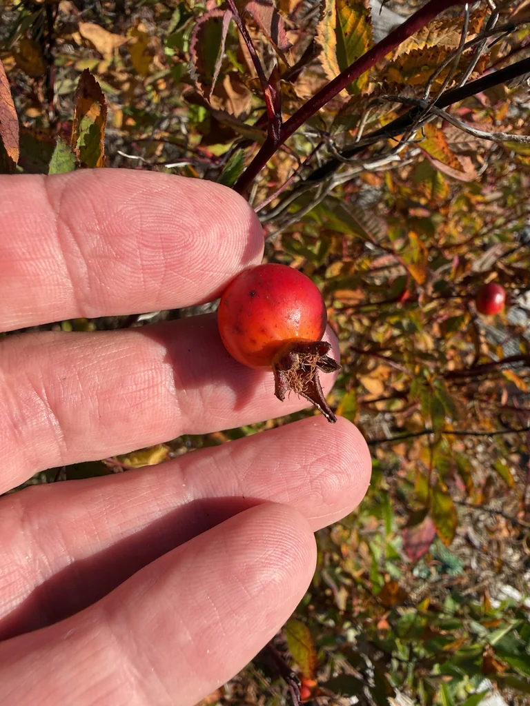 Rosa Nutkana