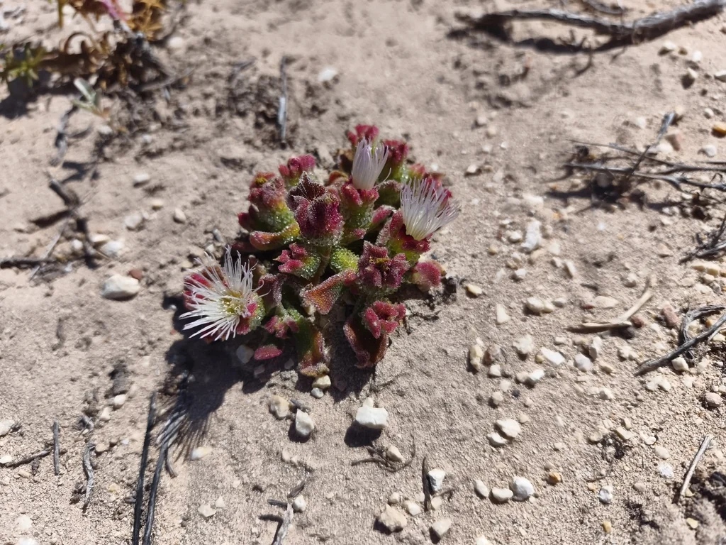 Mesembryanthemum Crystallinum