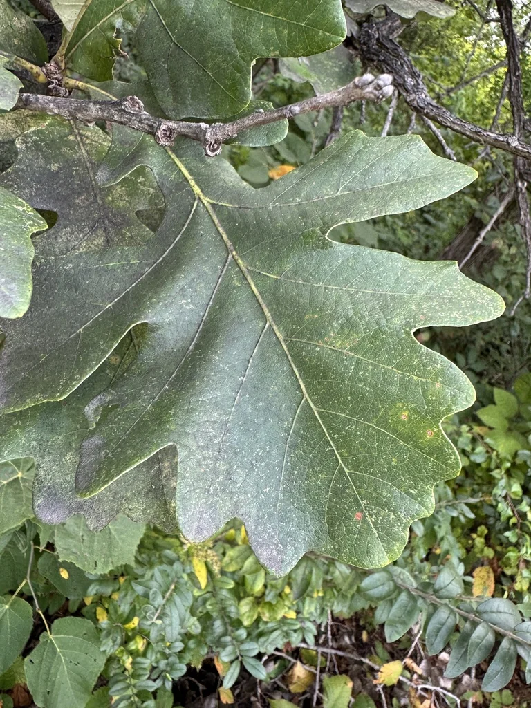 Quercus Lyrata