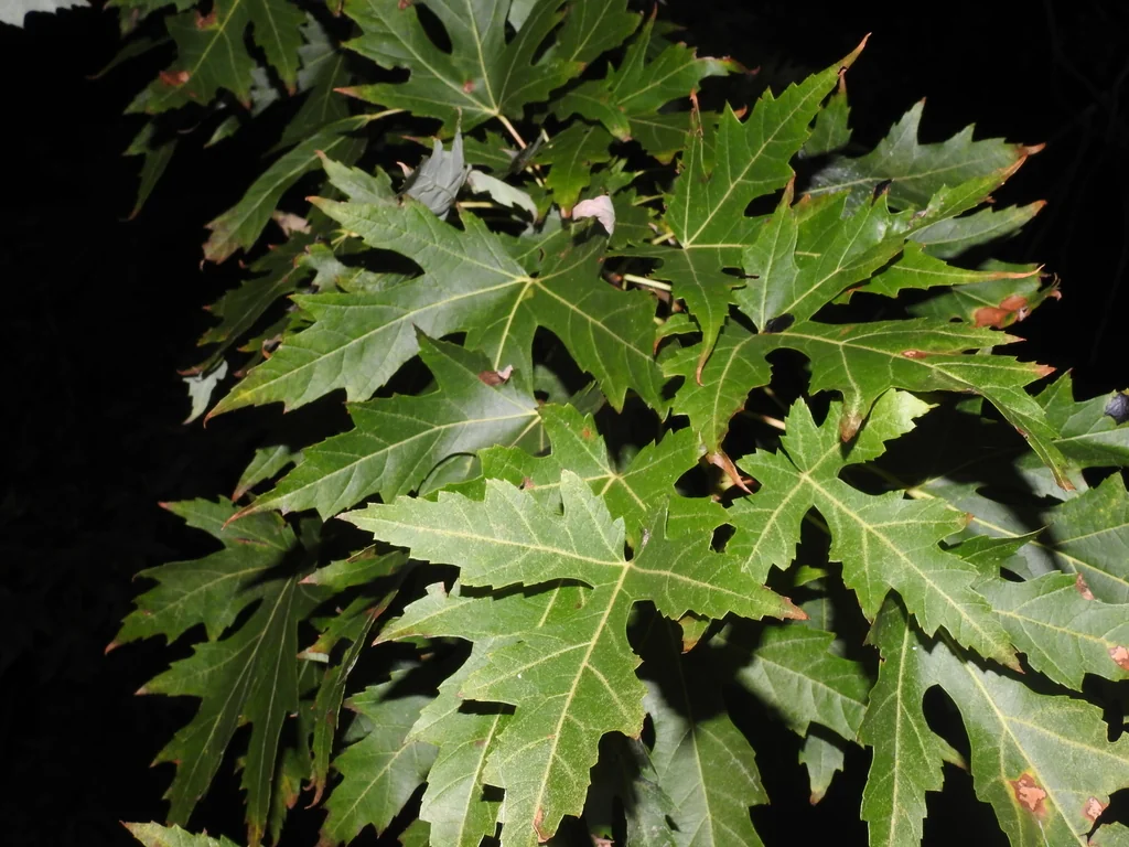 Acer Saccharinum