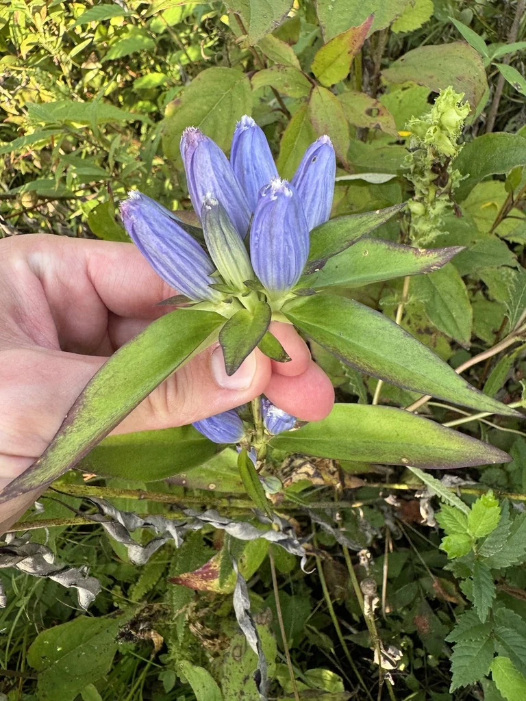 Gentiana Andrewsii