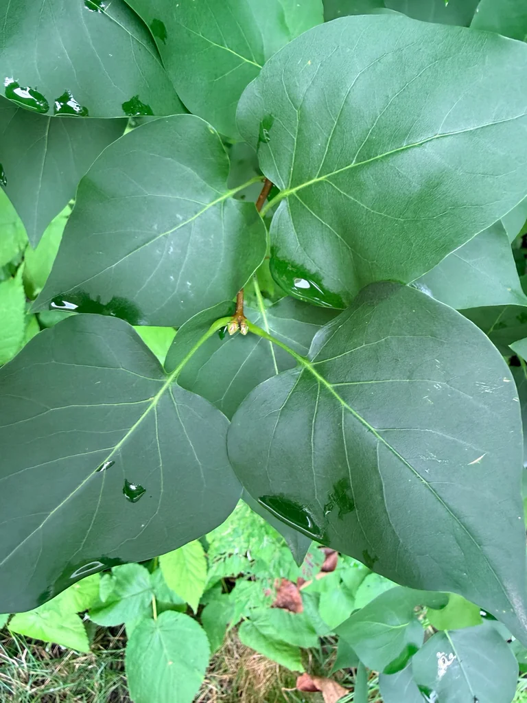 Syringa Vulgaris