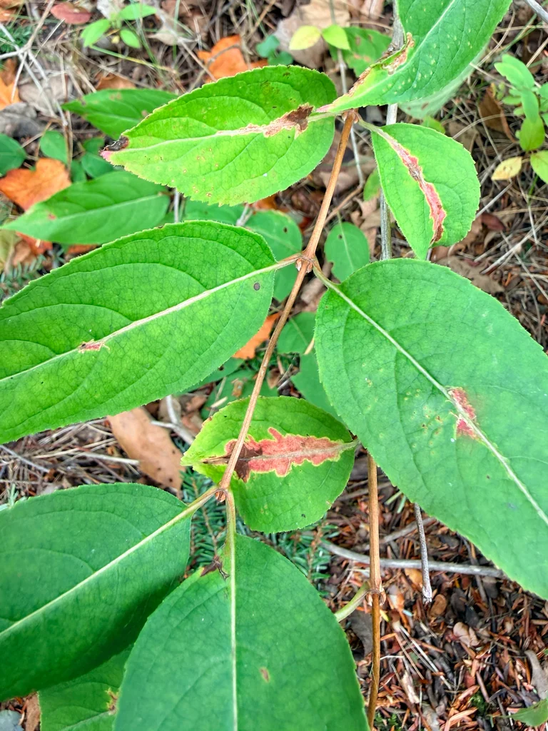 Diervilla Lonicera
