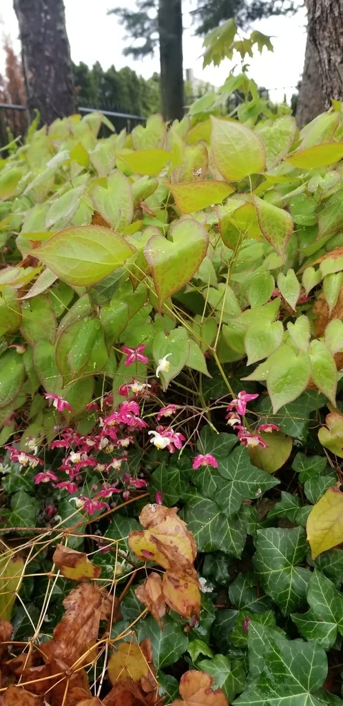 Epimedium X Rubrum