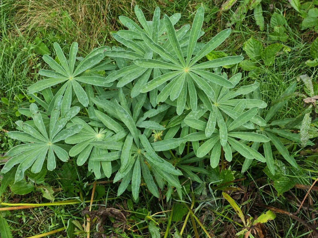 Lupinus Polyphyllus