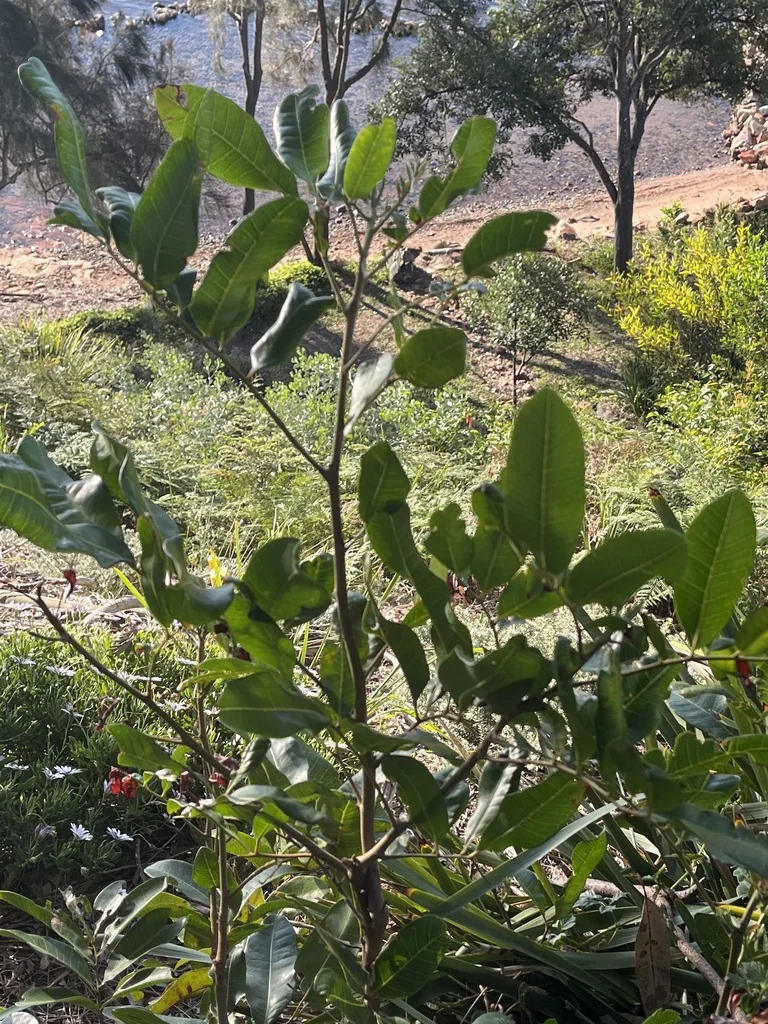 Cupaniopsis Anacardioides