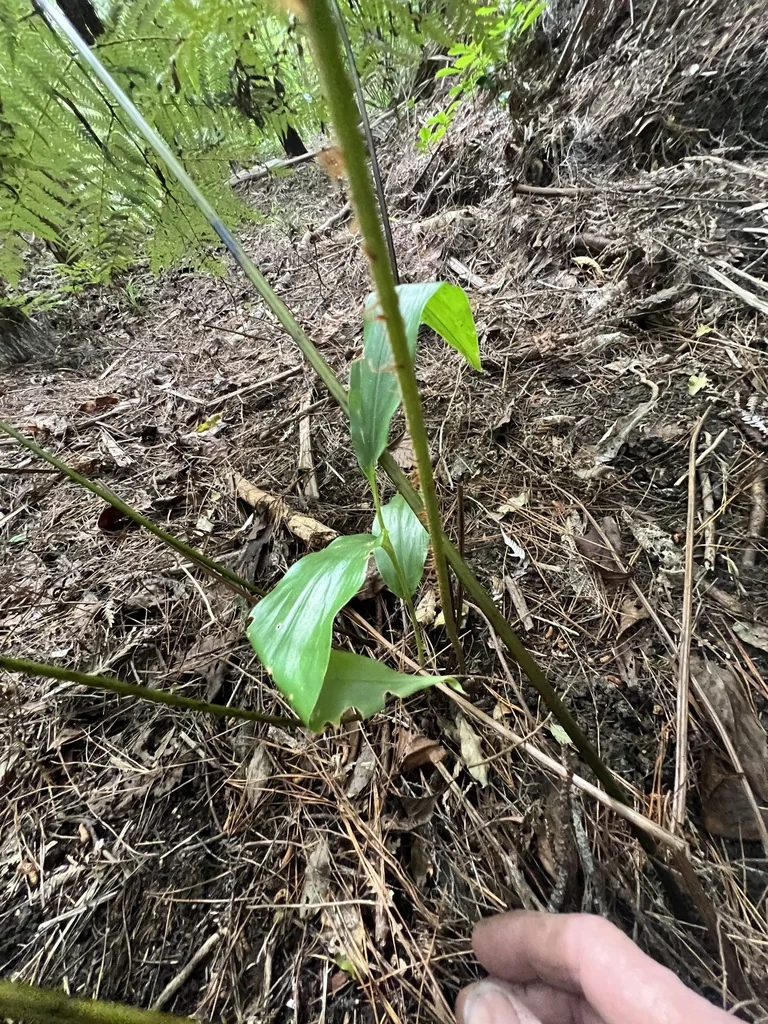Hedychium Gardnerianum