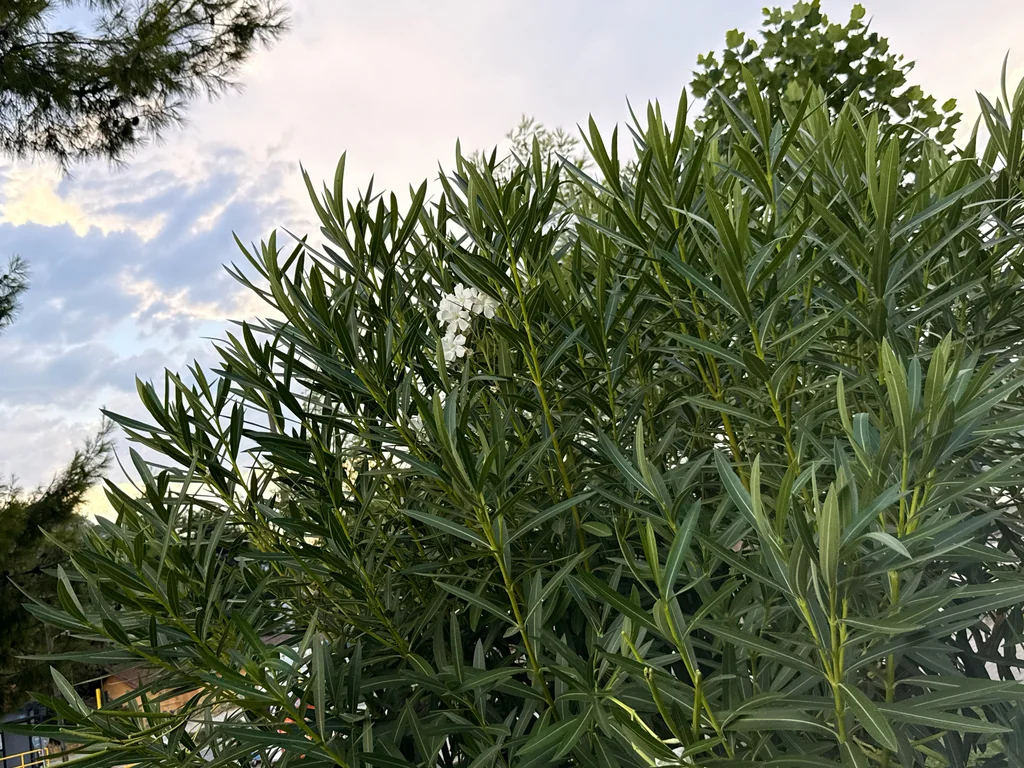 Nerium Oleander