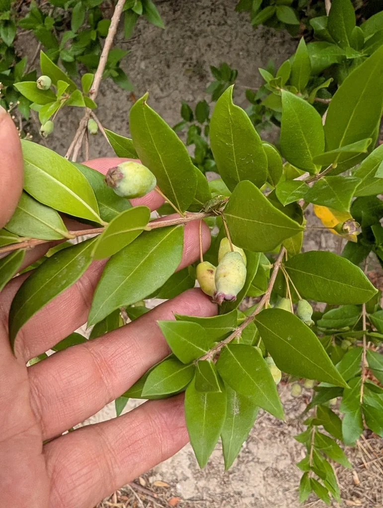 Myrtus Communis