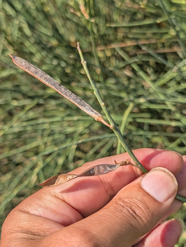 Spartium Junceum