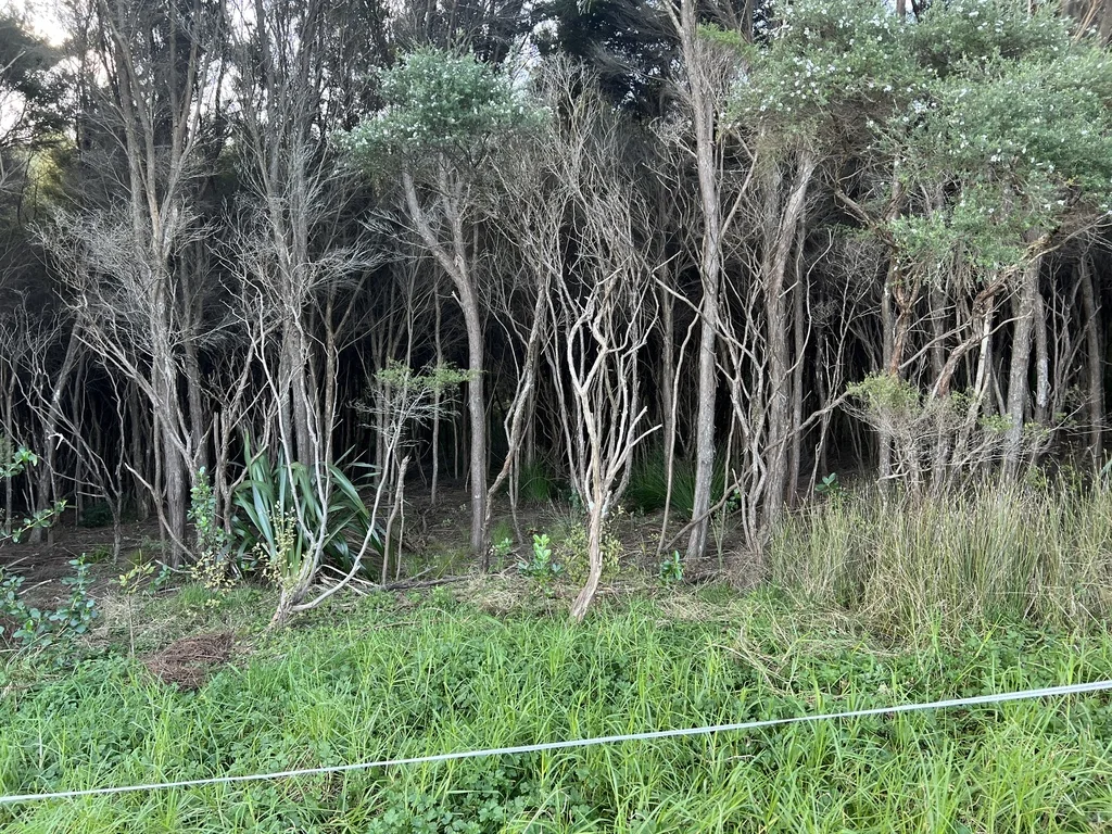Leptospermum Scoparium