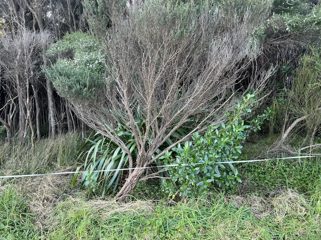 Leptospermum Scoparium