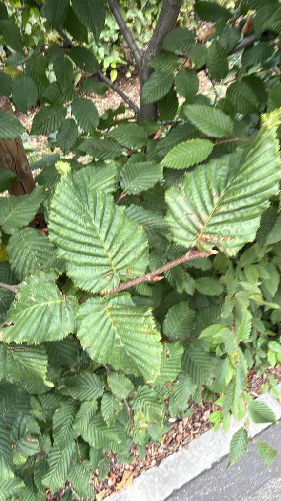 Carpinus Betulus