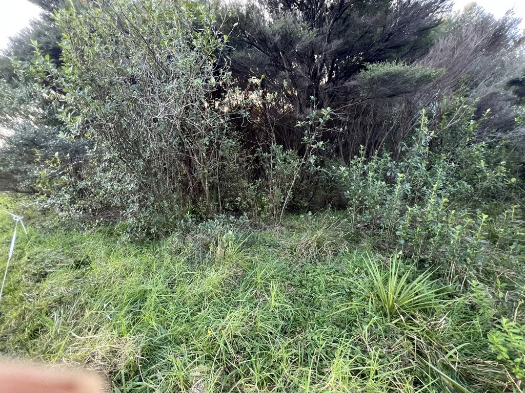 Cordyline australis