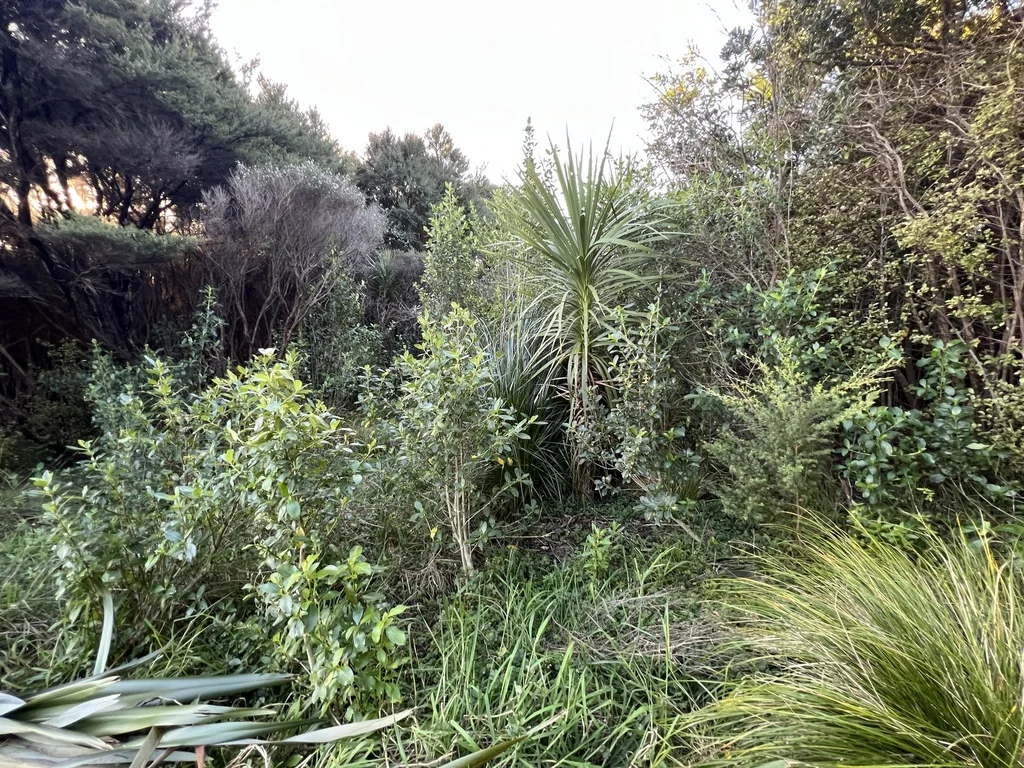 Cordyline australis