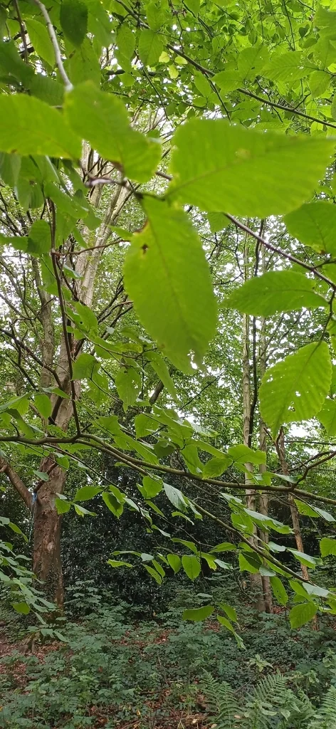 Carpinus Betulus
