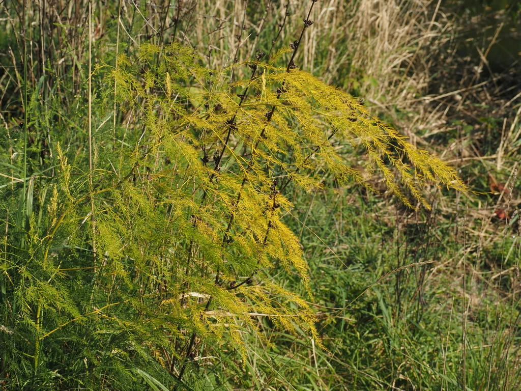 Asparagus Officinalis