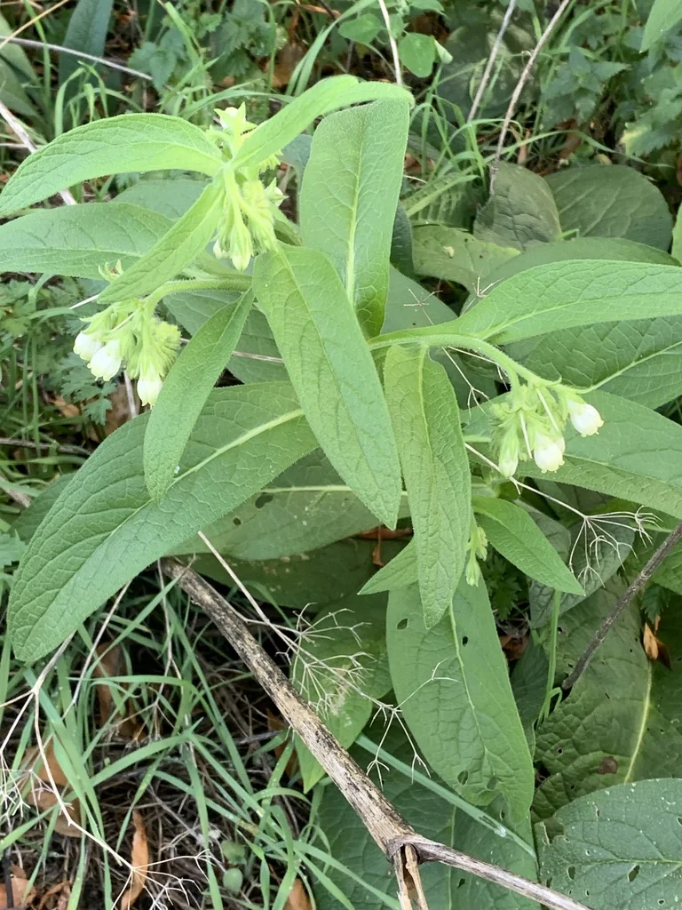 Symphytum Officinale
