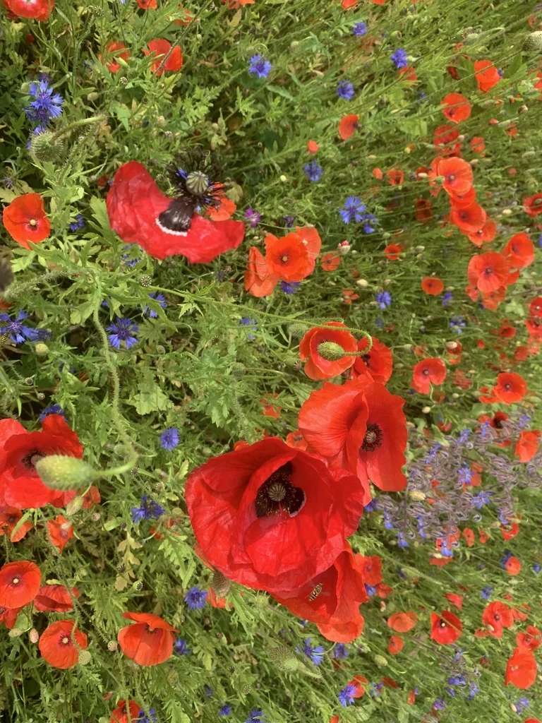 Papaver Rhoeas