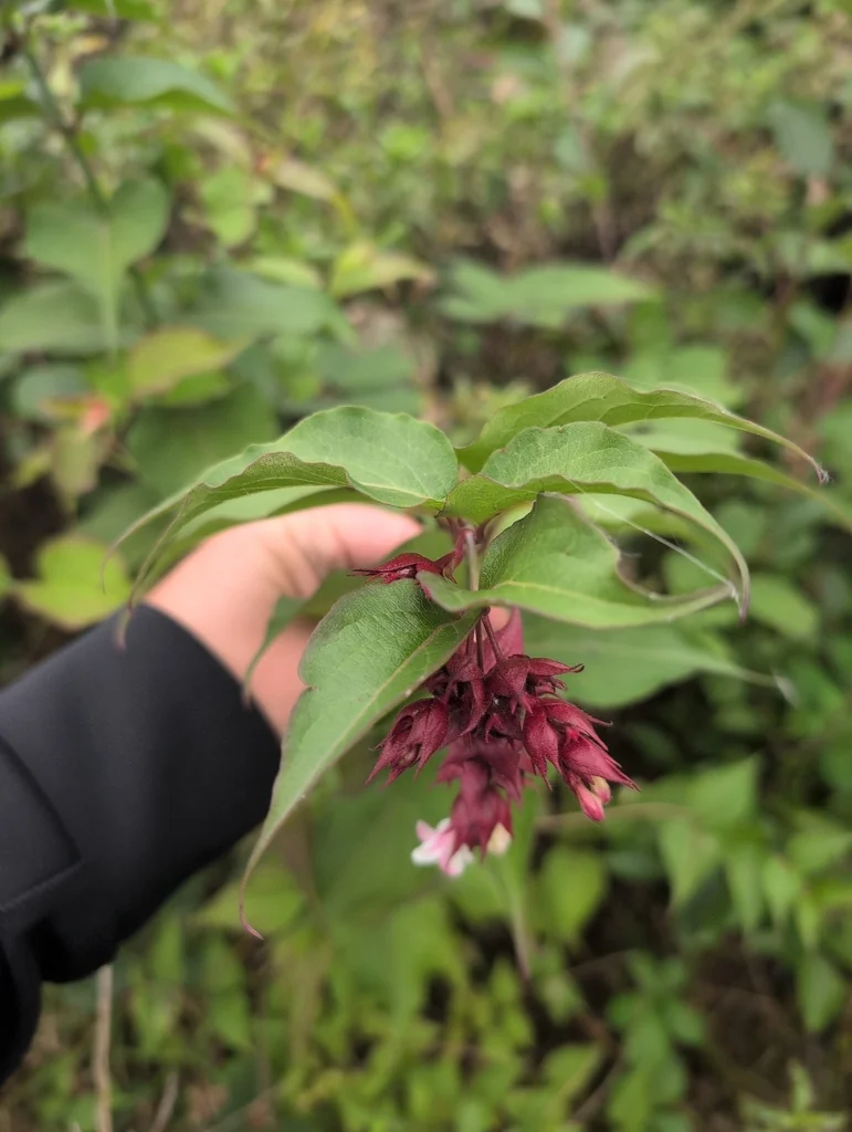 Leycesteria formosa
