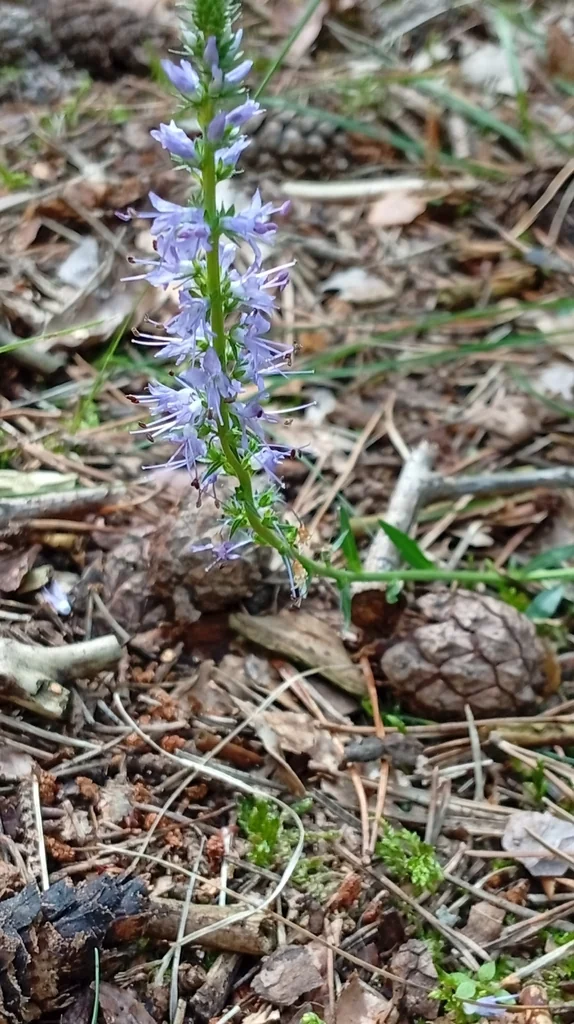 Veronica Spicata