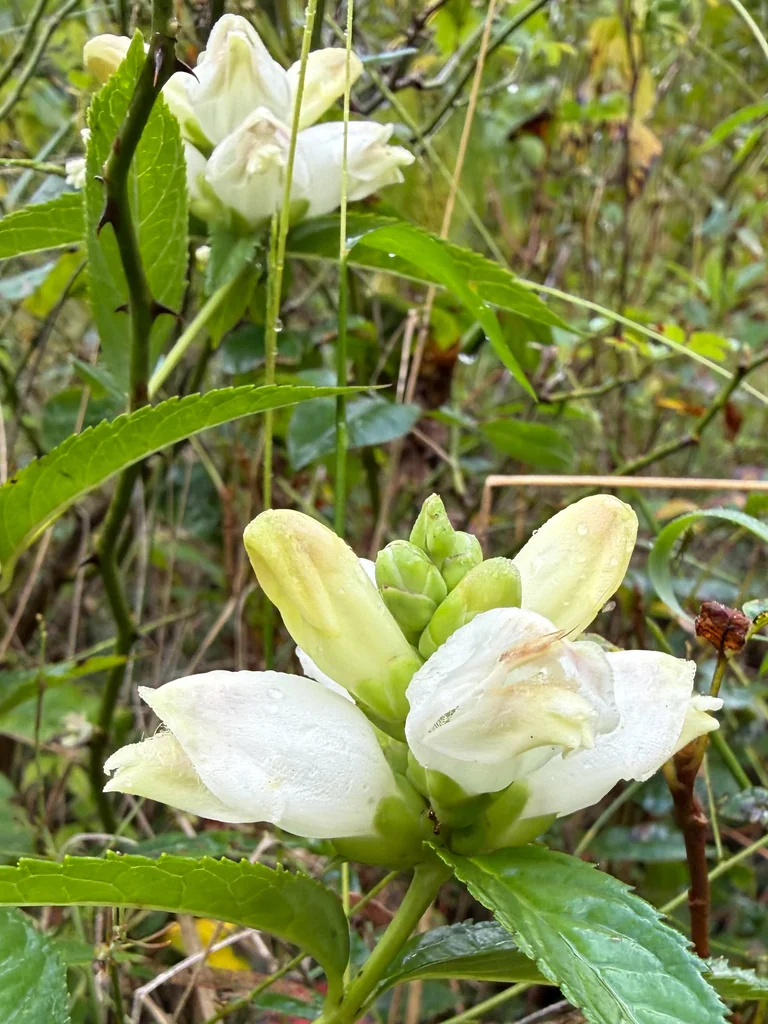 Chelone Glabra
