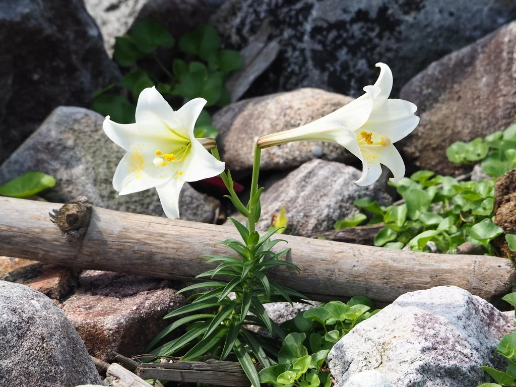Lilium Longiflorum