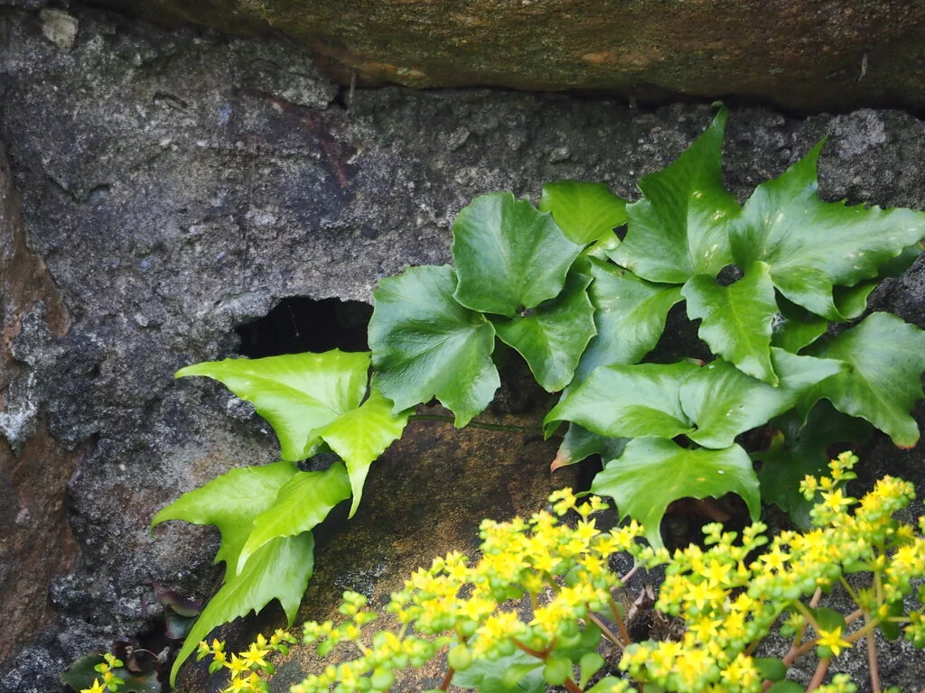 Cyrtomium Falcatum