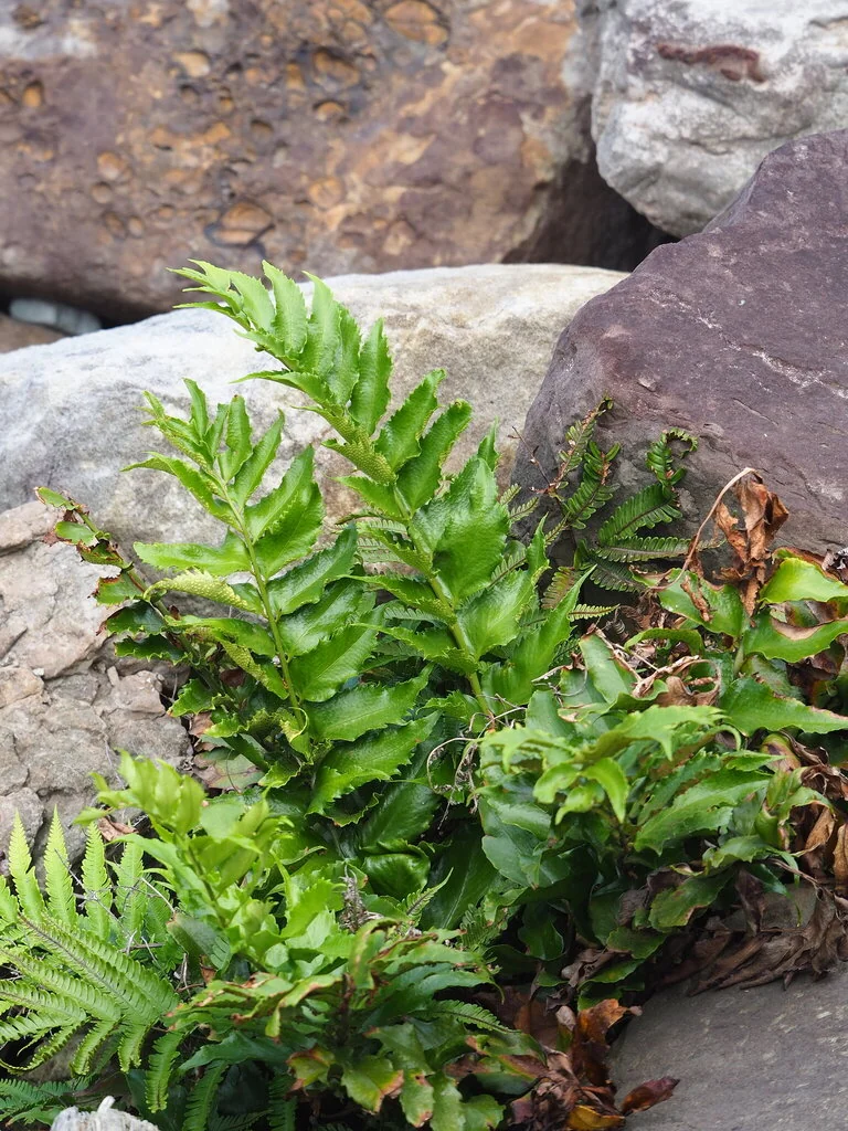 Cyrtomium Falcatum