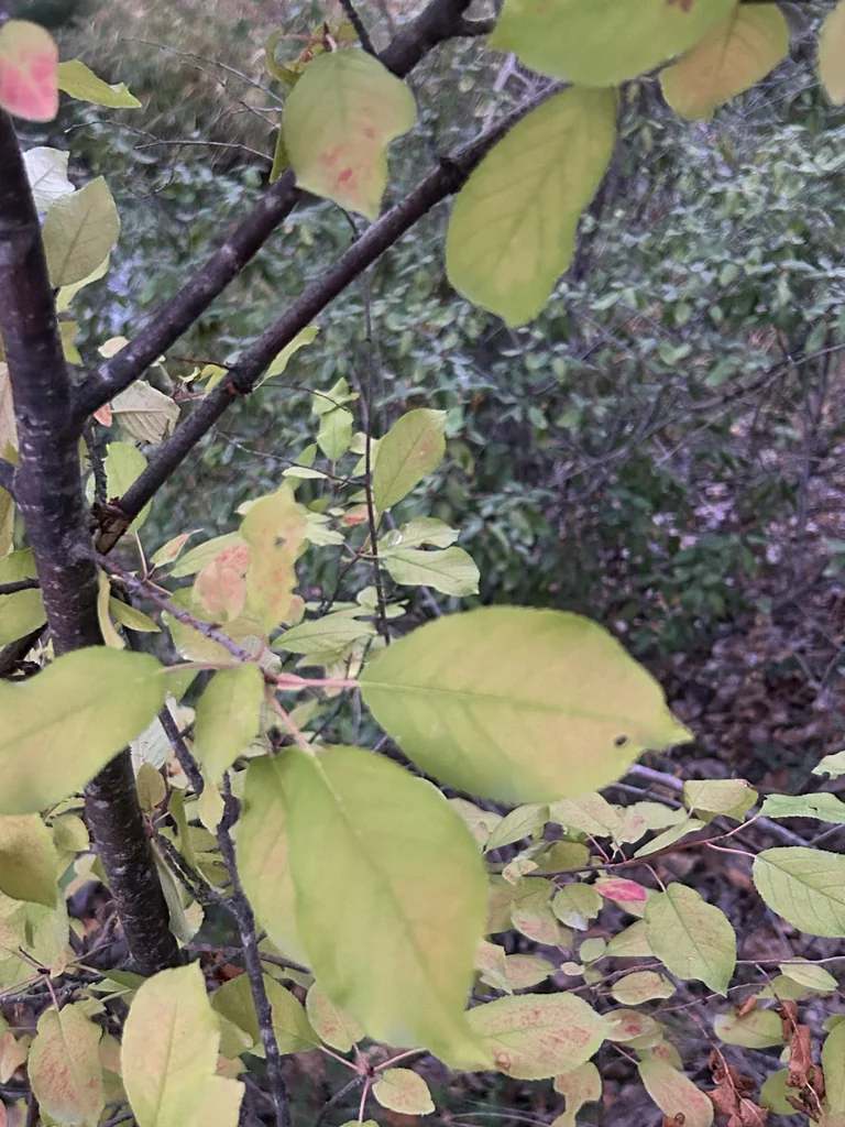 Prunus Virginiana