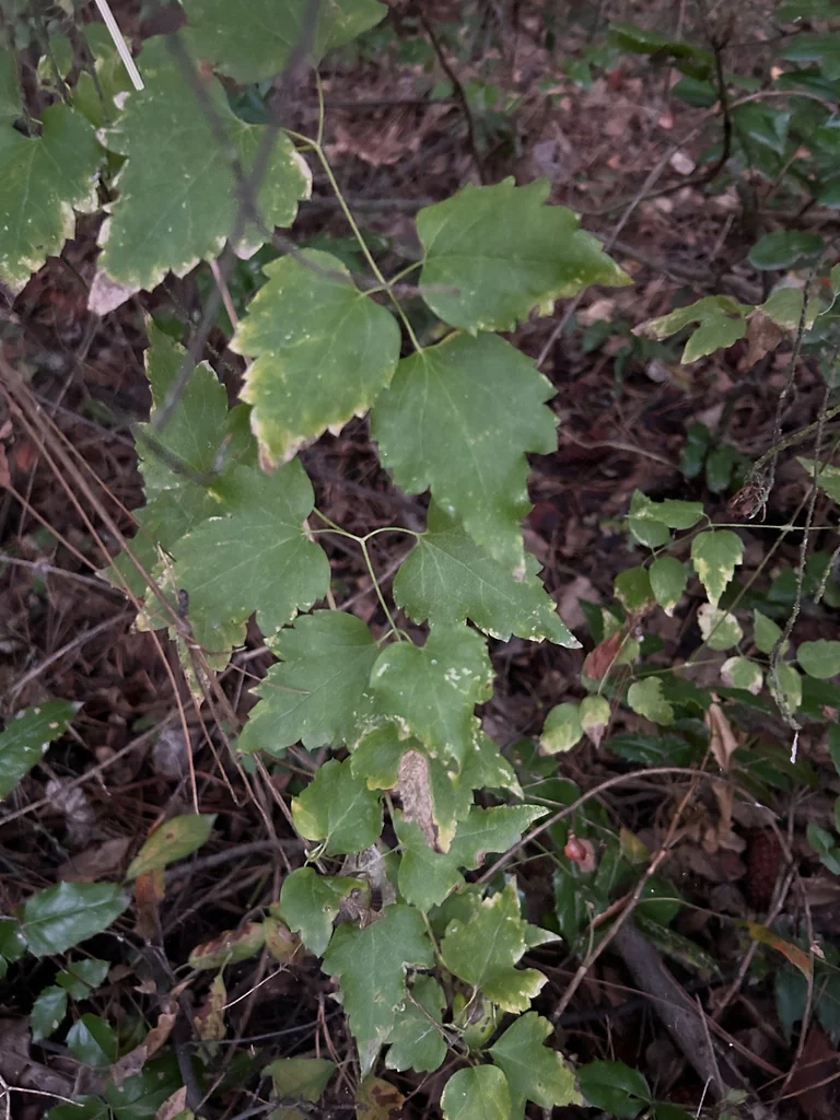 Clematis Ligusticifolia