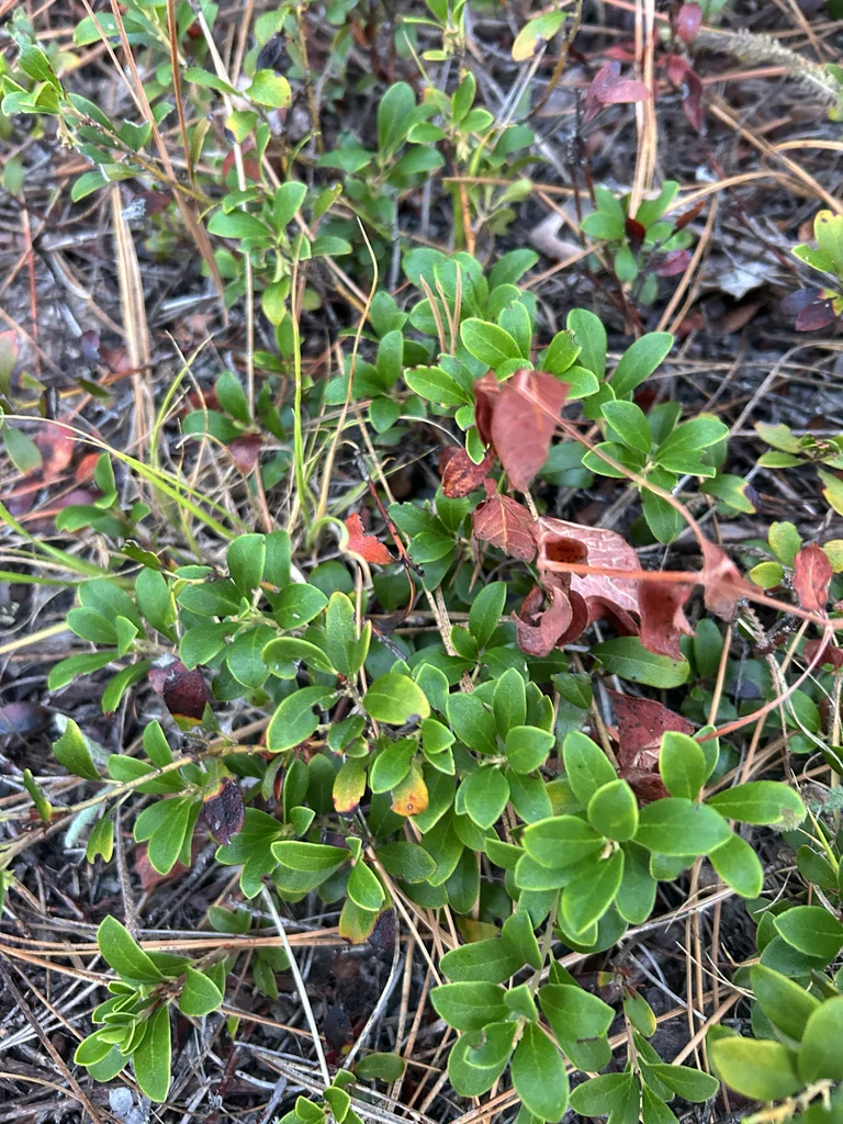 Arctostaphylos Uva-Ursi