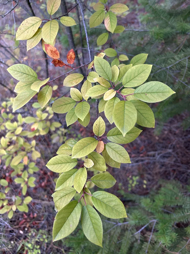 Prunus Virginiana