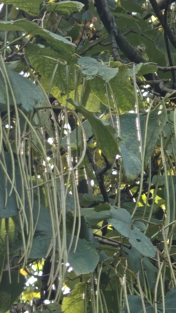 Catalpa Bignonioides